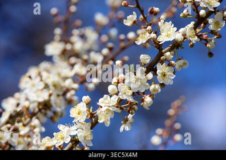 Cherry blossom branches close up, white sakura flowers on blue sky background. Tree at spring season, romantic pattern Stock Photo
