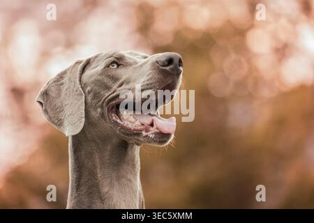 Weimaraner. Portrait of adult male dog. Germany Stock Photo