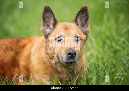 Mixed-breed dog, mongrel. Portrait of adult dog. Germany Stock Photo