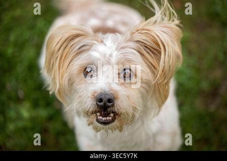 Mixed-breed dog, mongrel. Portrait of adult dog. Germany Stock Photo