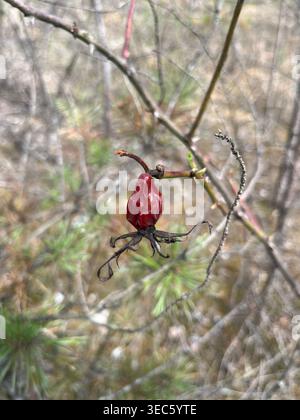 Dried Red Rose Hip Berry on Thorny Branch in Early Spring Stock Photo