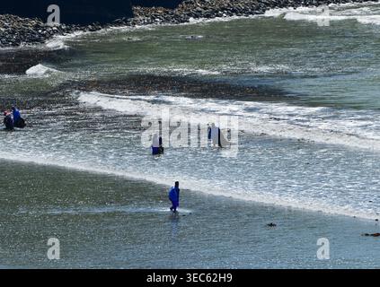 People in beach collecting fresh seaweed (Saccharina japonica) Hokkaido,  Japan Stock Photo