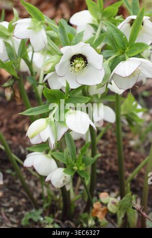Hellebore Blushing Bride in winter garden border. Helleborus x hybridus 'Ashwood Blushing Bride'. UK Stock Photo
