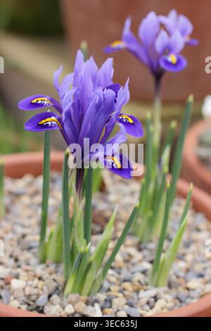 Iris reticulata ‘Harmony’ flowers growing in a gravel topped container in early march. Dwarf iris. UK Stock Photo