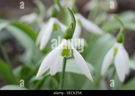 Galanthus green tube snowdrop close up in a winter garden. UK Stock Photo