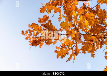 bright orange foliage on an oak tree against a blue sky during fall leaves in the autumn , the foliage is red or orange and hangs on oak branches, nat Stock Photo