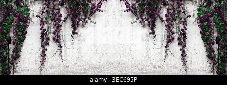 Wide old white painted concrete wall with Virginia creeper vines. Vintage panoramic banner background. Stock Photo