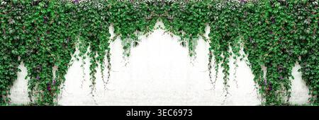 Wide texture of old white concrete wall with Virginia creeper vines. Green foliage on whitewashed cement surface panoramic banner background Stock Photo