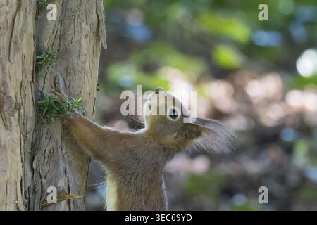 A squirrel (Sciurus vulgaris) gazes intently at the sky while hanging from a tree trunk, Hesse, Germany Stock Photo