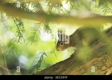 A squirrel (Sciurus vulgaris) sits on a tree trunk in a light-flooded forest, surrounded by green leaves, Hesse, Germany Stock Photo