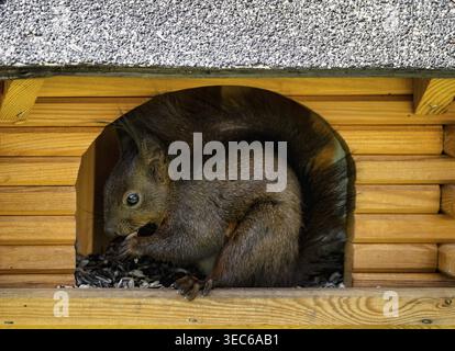 Eurasian red squirrel (Sciurus vulgaris), melanistic animal, also known as black squirrel, sits in birdhouses and eats birdseed, sunflower seeds, Stut Stock Photo