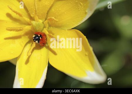 Close-up of a small star tulip with a ladybug sitting on the petals. Macro photo from Horn-Bad Meinberg Stock Photo