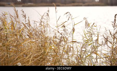 Autumn Reeds Swaying in Wind by Water Stock Photo