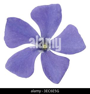 Lesser periwinkle flower isolated on white background Stock Photo