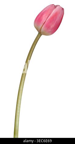 Single pink tulip flower isolated on white background Stock Photo