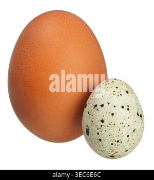 Quail egg and chicken egg isolated on white background Stock Photo
