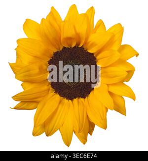 Sunflower isolated on white background Stock Photo