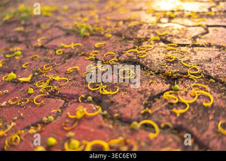 Peaceful tranquil golden shower tree flower petal falling on rough red brick pavement path under warm bright morning sunlight ray creating beautiful n Stock Photo