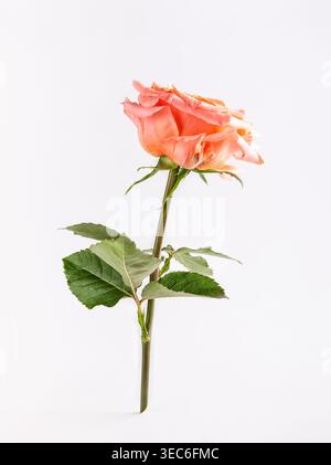 Beautiful single coral rose with green leaves on white background. Flower composition. Stock Photo