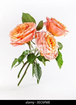 Beautiful three coral roses with green leaves on white background. Flower composition. Stock Photo