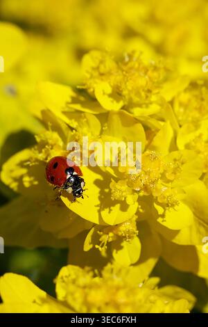 red seven-spotted ladybug (Coccinella septempunctata) resting on the bright yellow blossom Stock Photo