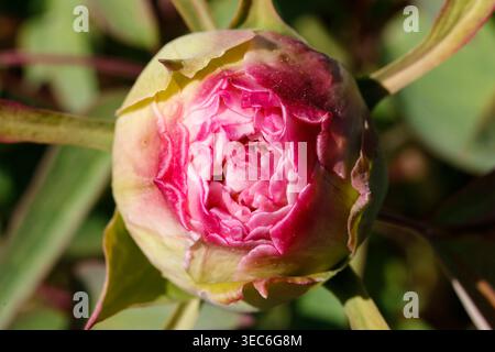 Macro View of a Pink Peony Bud Beginning to Unfurl and Bloom in a Sunny Spring Garden Stock Photo
