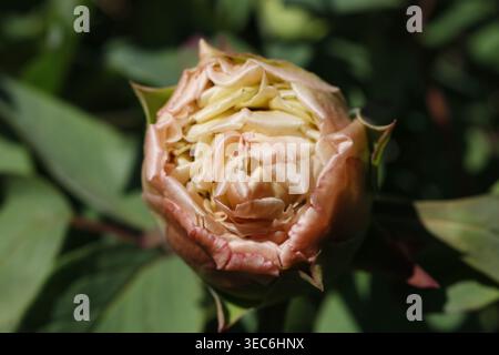 Macro View of a Pink Peony Bud Beginning to Unfurl and Bloom in a Sunny Spring Garden Stock Photo