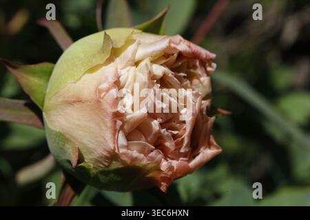 Macro View of a Pink Peony Bud Beginning to Unfurl and Bloom in a Sunny Spring Garden Stock Photo