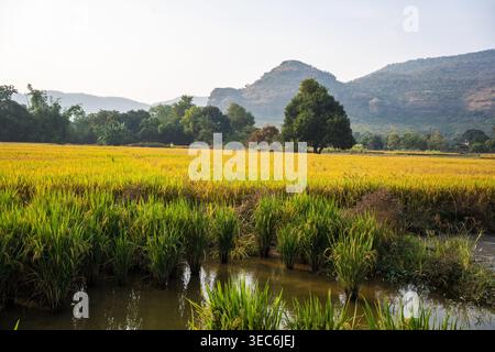An expansive view of a vibrant green rice field extends towards distant, majestic hills under a clear, bright sky in Bihar, India The scene evokes a s Stock Photo