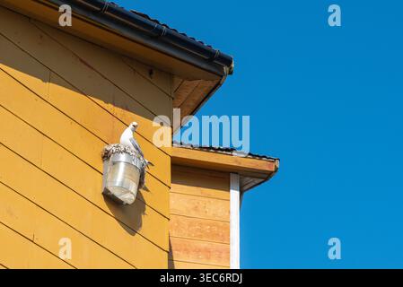 Nesting seagull on historic house facade in the village center of Nusfjord, Nusfjord, Flakstad, Lofoten, Norway Stock Photo