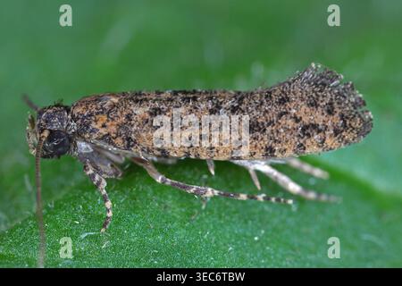 tobacco black moth Biology of the tobacco moth and its control in closed storage. Tobacco moth;  Tobacco moth Control; Tobacco Storage Diseases and injuries. BIOLOGY OF TOBACCO  MOTH AND ITS CONTROL 9 sumed (fig