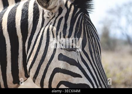 Zebra close-up (eye detail) Stock Photo