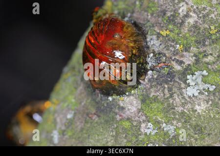 Sap oozing from the trunk of a plum tree in a garden or orchard. A symptom of disease, fungal infection, or injury. Stock Photo