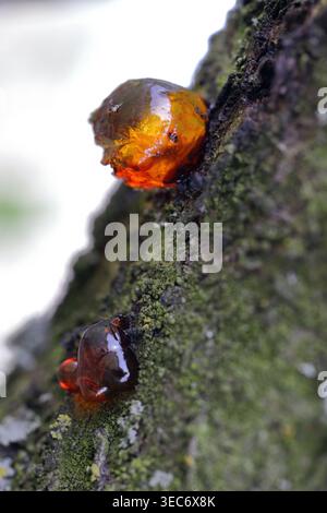 Sap oozing from the trunk of a plum tree in a garden or orchard. A symptom of disease, fungal infection, or injury. Stock Photo