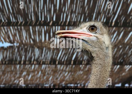 Closeup portrait of an ostrich face highlighting detailed features, expressive eyes, and unique texture. Stock Photo