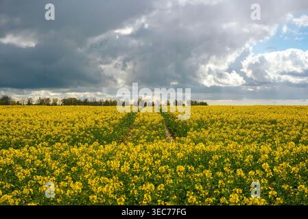 A vast field of blooming yellow rapeseed flowers under a dramatic sky with dark storm clouds and patches of blue. Stock Photo