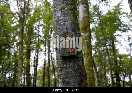 Rustic Wooden Fairy Door With Mushrooms On Mossy Tree Belleek Woods Ireland Stock Photo
