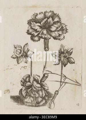 Floral arrangement, Tobias Frankenberger 1627–1664, young, engraver/author. Flowers daffodils, carnations/Dianthus L., pattern book/album of decoration patterns and botany, French/German Alsace/Strasbourg graphics, 1662. Height 14.6 cm; width 11.1 cm., The image shows a detailed black ink drawing of a group of flowers on a light beige background with subtle age spots, featuring a large, fully open bloom at the top with layered, ruffled petals, two smaller side blooms with elongated petals, and a dense, rounded cluster of petals near the bottom connected by slender stems and buds; visible Stock Photo