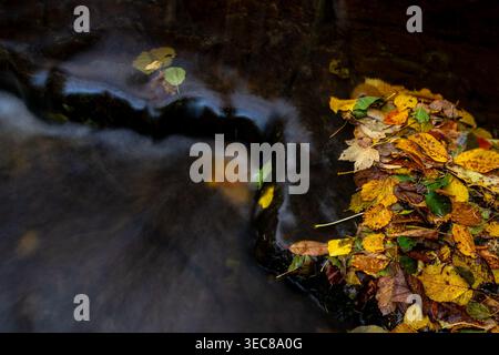 Colourful fallen autumn leaves piled on a dark wet boulder surrounded by silky flowing water in a rocky stream Stock Photo