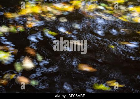 Abstract of fallen autumn leaves swirling on dark moving water creating a colourful impressionistic pattern Stock Photo