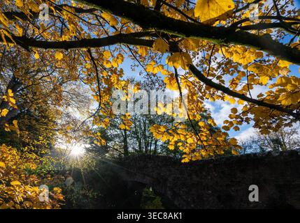 Looking up through golden autumn canopy with morning sunburst piercing through branches above an old stone packhorse bridge Stock Photo