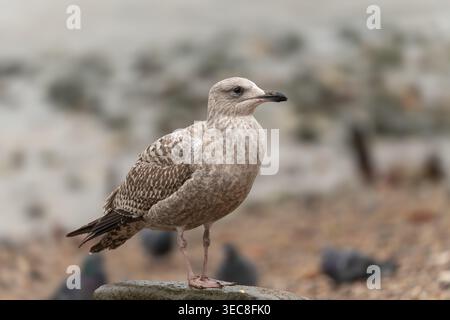 Juvenile herring gull Larus argentatus standing on stone, River Thames shore, London, UK Stock Photo