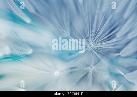 Soft abstract gradient background , abstract dandelion Stock Photo