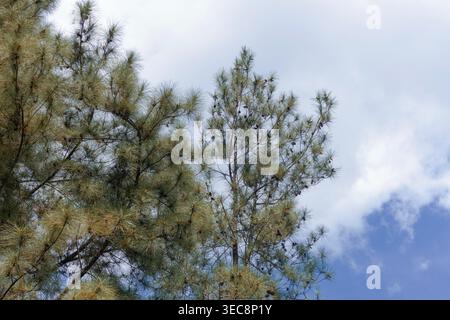 Looking up into the lush green canopy of a pine tree filled with tiny pinecones against a bright, partly cloudy blue sky. Sunlight filters through the Stock Photo
