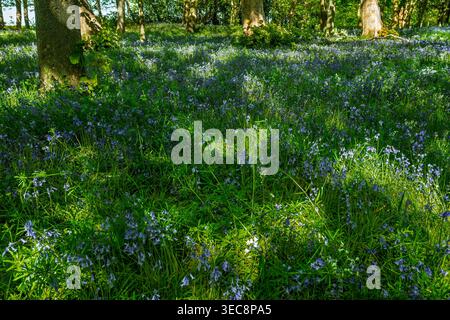 Sunlight filters through the trees, casting intricate shadows on a lush woodland floor. A sea of bluebell flowers blooms, painting the landscape with Stock Photo