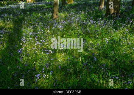 Sunlight filters through tree branches, casting shadows on a lush woodland floor blanketed with vibrant bluebell flowers. This tranquil setting invite Stock Photo