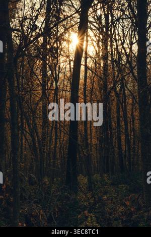 Sun rays through forest trees at sunset, warm light woodland atmosphere Stock Photo
