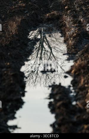 Tree reflection in puddle on muddy ground, abstract nature mirror concept Stock Photo