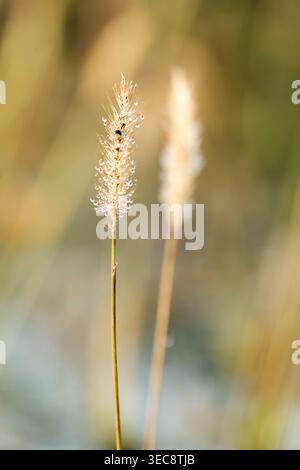 Grass seed head with dew drops macro, morning light nature detail with bokeh Stock Photo