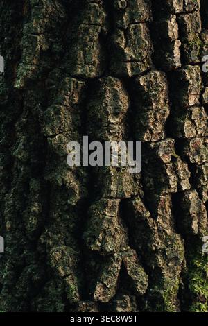 Rough tree bark texture close up, natural organic background pattern Stock Photo